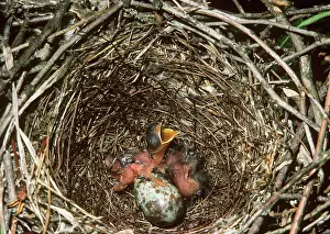 Mimus: Mockingbird nest with hatchlings