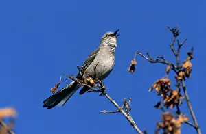 Mimus: Mockingbird Singing