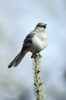 Mimus: Mockingbird singing (Mimus polyglottos)