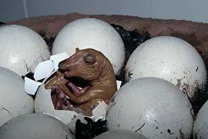 Hadrosauridae: Model of Maiasaur eggs hatching