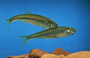 Minnows: Moderlieschen / Belica / Pond Dweller / Motherless Minnow