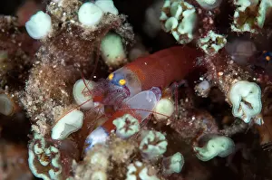 Retreat: Modest Snapping Shrimp