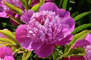 Paeonia: Modeste Guerin in 1856