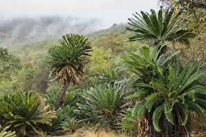 Limpopo: Modjadji Cycads (Encephalartos transvenosus) in