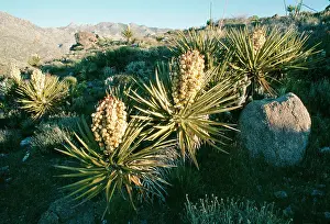 Yuccas: Mohave Yucca