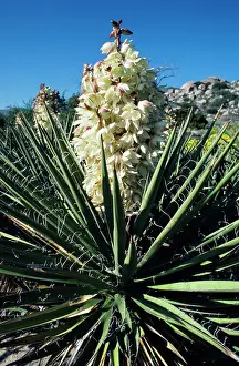 Francois Gohier: Mohave YUCCA