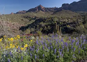 Lupins: Mojave / Coulter's Lupins & Brittle Bush