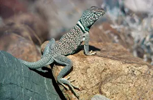 Crotaphytus: Mojave Desert Collared Lizard