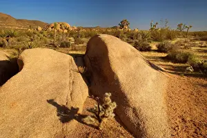 Yuccas: Mojave Desert - rock boulders, Teddy Bear Chollas