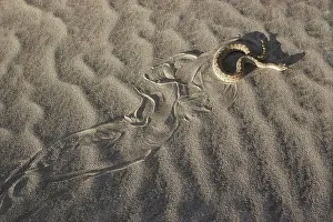 Leaving: Mojave Desert Sidewinder