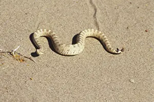 Slithering: Mojave Desert Sidewinder