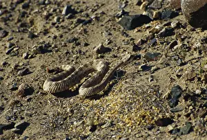 Slithering: Mojave Desert Sidewinder