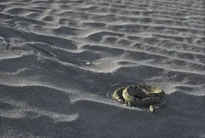 Cerastes: Mojave Desert Sidewinder