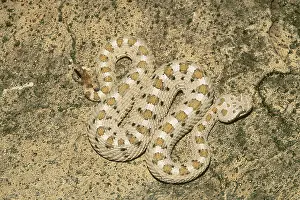 Mohave: Mojave Desert Sidewinder