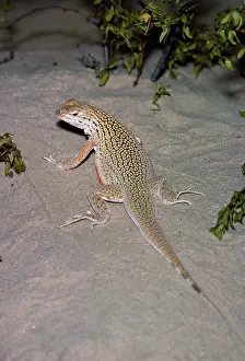 Scoparia: Mojave Fringe Toed Lizard