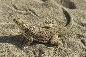 Blending: Mojave Fringe-toed Lizard