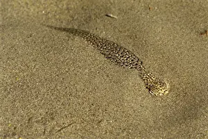 Blending: Mojave Fringe-toed Lizard