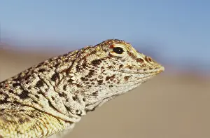Fringe: Mojave Fringe-toed Lizard