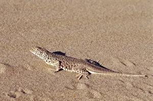 Fringe: Mojave Fringe-toed Lizard