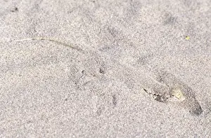 Mohave: Mojave Fringe-toed Lizard