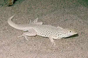 Mohave: Mojave Fringe-toed Lizard