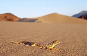 Mohave: Mojave Fringe-Toed Lizard