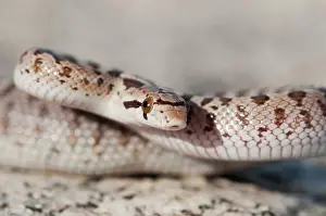 Coil: Mojave glossy snake