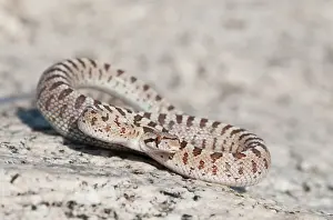 Coil: Mojave glossy snake