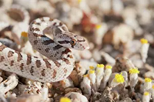 Coil: Mojave glossy snake