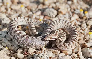Coil: Mojave glossy snake