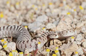Coil: Mojave glossy snake