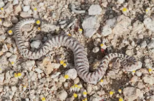 Owens: Mojave glossy snake