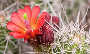Claret: Mojave mound/ Kingcup / Claret Cup Cactus