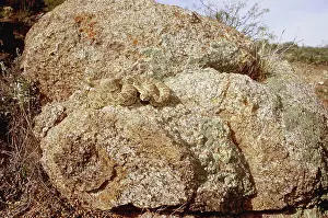 Scutulatus: Mojave Rattlesnake