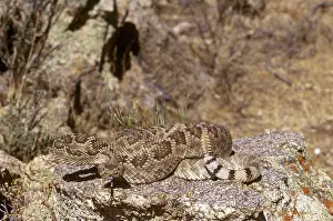 Scutulatus: Mojave Rattlesnake