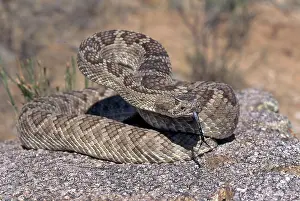 Vipers: Mojave Rattlesnake