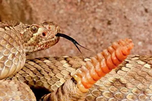 Mojave: Mojave Rattlesnake, Crotalus scutulatus