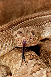 Mojave: Mojave Rattlesnake, Crotalus scutulatus