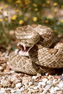 Defensive: MOJAVE RATTLESNAKE - showing fangs in defensive display