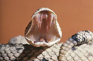 Cerastes: Mojave Sidewinder (Crotalus cerastes)