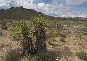Yuccas: Mojave Yucca - Providence Mountains in background