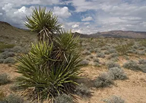 Yuccas: Mojave Yucca - with Providence mountains in background