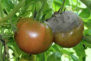 Ripe: Mold mycelium on tomato