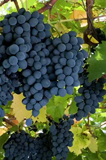 Vojvodina: The Moldova variety of black (blue) table