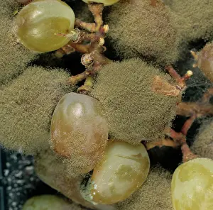 Mold: Moldy Grapes