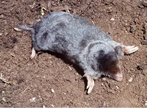Moles: MOLE