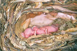Moles: Mole - babies in nest