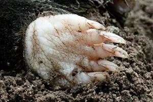 Toes: Mole - close-up of foot