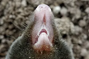 Moles: Mole - close-up of nose