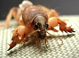 Gryllotalpa: Mole Cricket (a sporadic pest in tropical